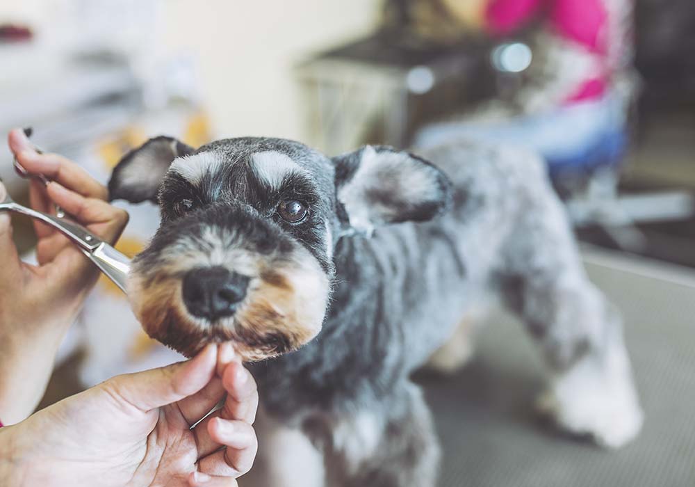 トリミング トリミング