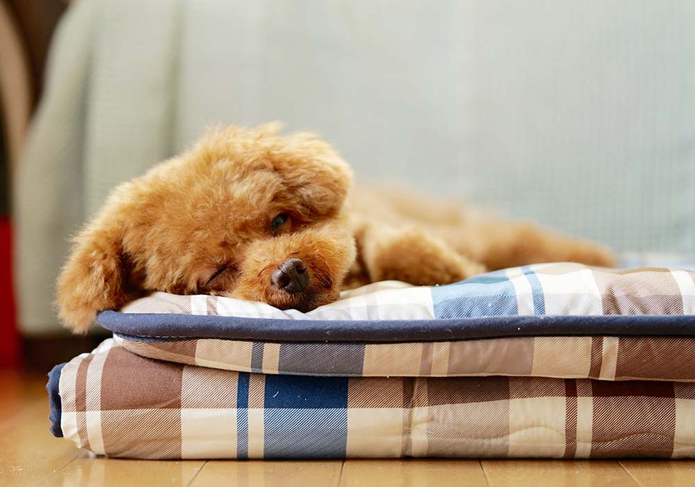 ペットホテル ペットホテル