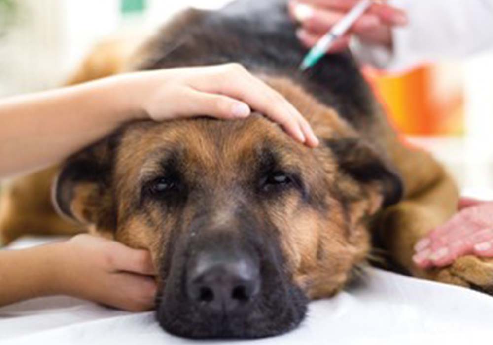 動物病院 動物病院