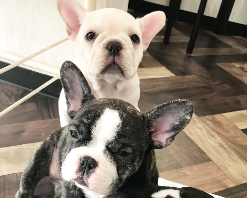 子犬・子猫販売 子犬・子猫販売